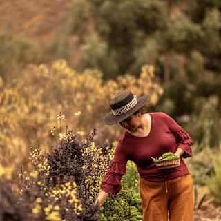 A woman wearing a wide-brimmed hat and a maroon top harvests leafy greens in a garden surrounded by blurred trees and foliage.