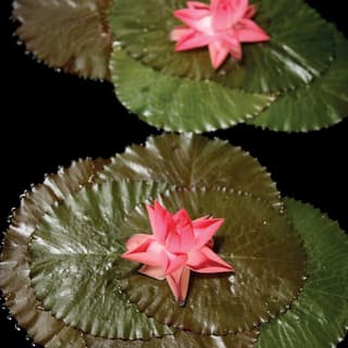 lotus flower in water