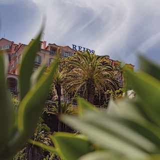 Low-angle view of Reid's Palace from the verdant gardens, where the hotel-top signage can be seen behind the palm tree tops.