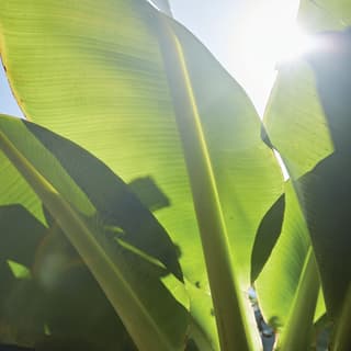 Detail of a banana plant with leaves glowing as bright sunlight filters through, revealing their pretty striated pattern.