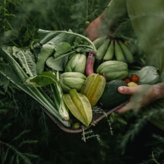 A harvesting trug piled with fresh green pimpinelas and pumpkins, taken in a close-up foraging detail at Quinta Da Palmeira.