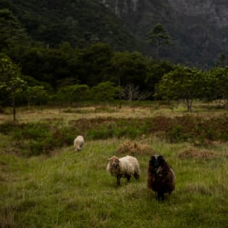 Three raggedy sheep, two white and one brown, graze on uneven pastures beneath the dramatic rise of the Seixal Mountains.