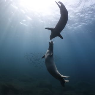 Two Mediterranean Monk Seals caught in a moment of play, photographed from the blue beneath by Ocean Storyteller, Andy Mann.