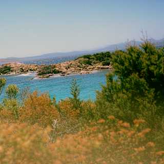 View over gorse-like foliage to an azure bay with a low rocky promontory, seen from the Pevero Trail.