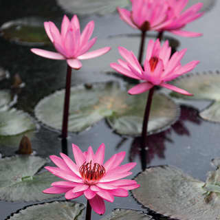 Bright pink star-shaped water lilies burst from the pond, creating a stunning visual detail of the garden's water feature.