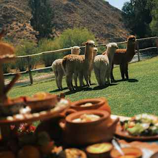 Angled image of five brown and white alpacas standing on the green garden lawn, seen from a laden picnic table in soft-focus.