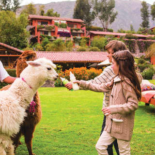 Two children feeding milk to baby alpacas