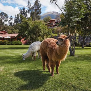 One brown and one white alpaca snacking on a manicured lawn