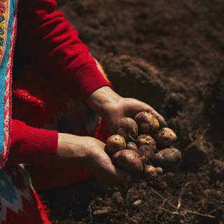 Close-up on a clutch of potatoes, fresh from the earth, sitting in the cupped hands of a local woman with red sleeves.
