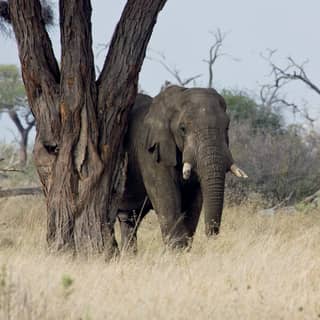 Lone elephant leaning against a tree surrounded by tall grasses