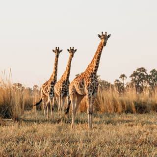 Three giraffes looking towards the camera while striding across the savannah