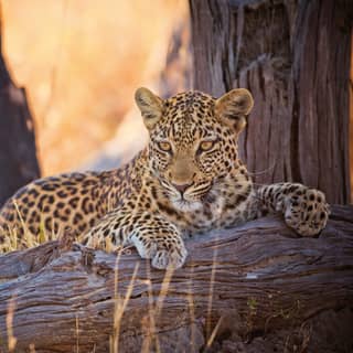 Lone leopard perching on a fallen tree branch among grasslands