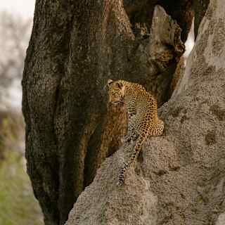 A small leopard with pale orange fur and black dot markings sits on a branch of a huge tree gazing downwards.
