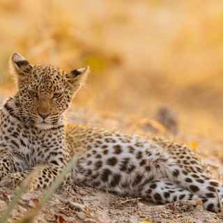 A young leopard lies on the sandy scrubland with hind legs extended revealing an expanse of white dotted tummy fur.