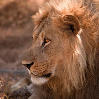 A close-up of a male lion during a big game safari adventure in Botswana