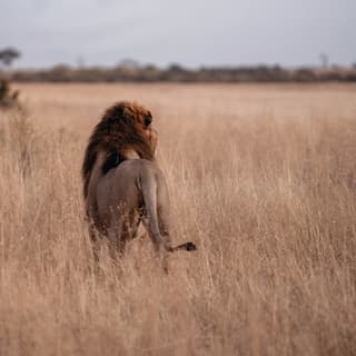 A male lion is spotted prowling through tall grasses during a big game safari adventure in Botswana