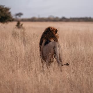 A male lion is spotted prowling through tall grasses during a big game safari adventure in Botswana