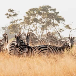 A herd of zebra gazing at the camera while grazing among grasslands