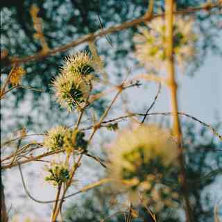 Close-up of a thorny globe thistle, with spiky balls attached to a slender stem, seen from a low angle.