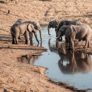 A herd of wild African elephants drink from the water hole next to the safari lodge