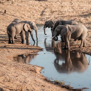 A herd of wild African elephants drink from the water hole next to the safari lodge