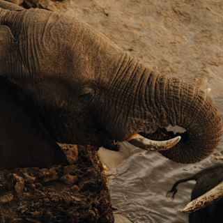 An African elephant curls its trunk to its mouth as it drinks from a river, in a view from above, capturing tusk and skin details.