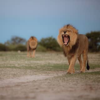 A lion roars, bearing sharp incisors as he walks across the Savannah, with two more male lions in soft-focus behind.