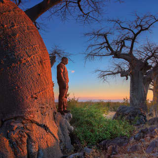 A walking adventure through the baobab trees during a colourful sunset