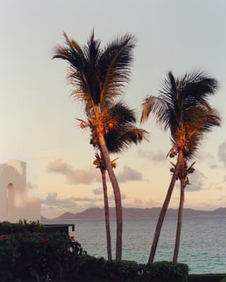 The rocky headland of Maundays Bay seen from the west end of the beach through four, tall palms, aglow in rosy sunset light.