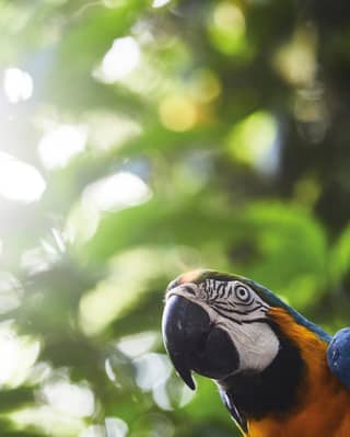 View of a parrot from below with the lush jungle canopy above