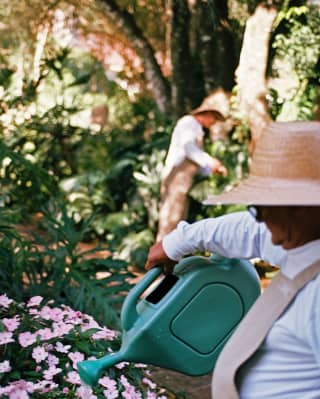 A gardener in a wide-brimmed hat waters a flowering bush with a watering can as another attends to plants in the background.