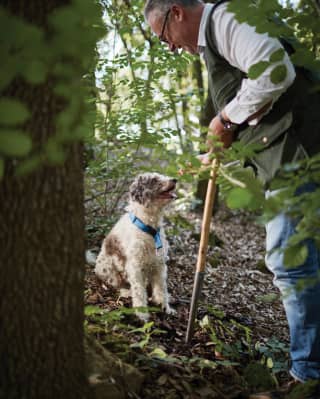 Guide bending to pat a happy looking lagotto romagnolo in a forest