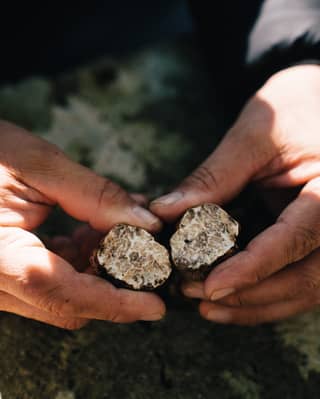 A man’s hands, the creases lined with dirt, holds open a precious black truffle. The white interiors hint of great meals to come