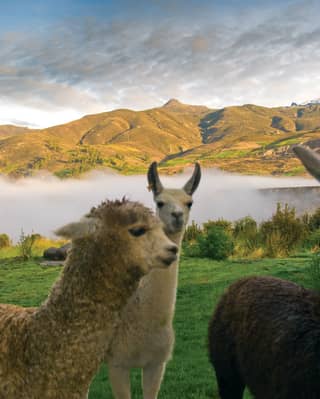 Two smiling alpacas in a sunny Peruvian valley 