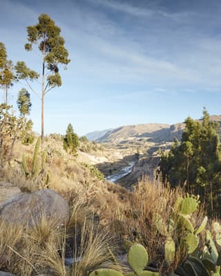 Peruvian valley coated with trees, cacti and grasses under blue skies