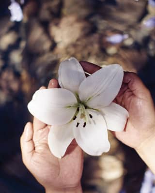 A therapist’s hands hold a beautiful white flower in the luxury Laja Spa in the heart of San Miguel de Allende