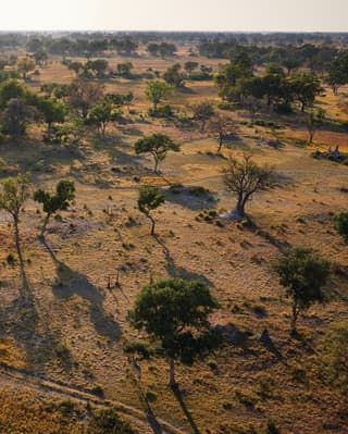 A Botswana Safari Trilogy