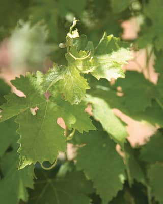 Vignobles et vins de l'Etna
