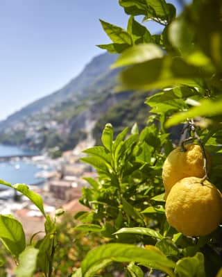 Passeio pelo limoeiro na Costa Amalfitana