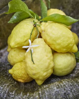 A pile of juicy, pucker-skinned Sfusato Amalfitano speciality lemons with a leafy sprig and a single white citrus blossom.