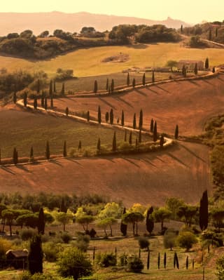 In the late Tuscan sun, a snaking road with cypress pillars carves through the olive and bronze fields of Crete Senesi.