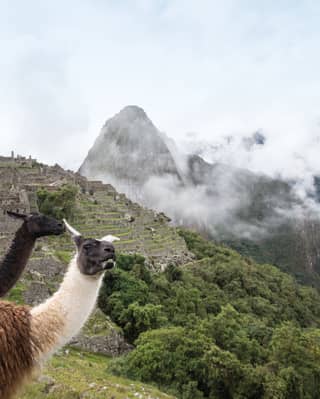 Two alpacas with the Machu Picchu citadel shrouded in cloud as a backdrop