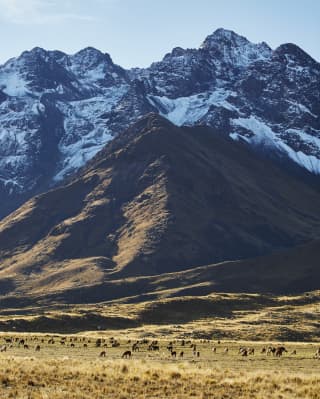 Camelids graze in the open plains of the Altiplano, dwarfed by the snowy ridges and peaks of the La Raya mountain ranges.