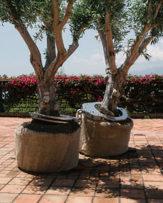 In this Yoan Capote sculpture, two real olive trees in hessian containers are tethered together by giant metal handcuffs