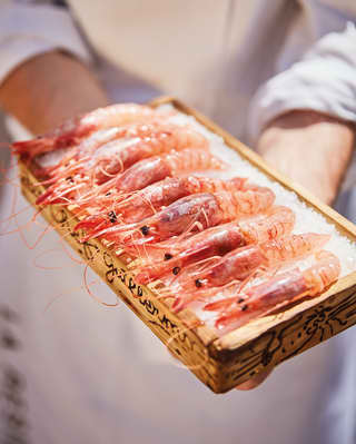 Close-up of a row of langoustines on a bed of ice 