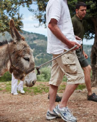 A man in a white shirt and stone cargo shorts leads a donkey laden with picnic baskets past olive trees up a stony path