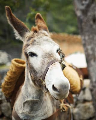 Close-up of a donkey wearing a pack standing next to a stone wall