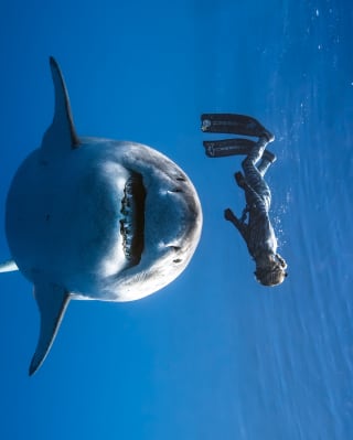 Sideways image of free diver Ocean Ramsey, who floats above a smiling Great White Shark which swims towards the camera.