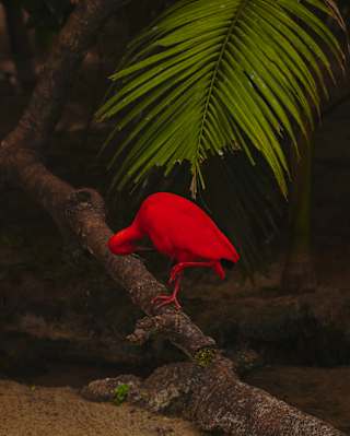 A bright red bird stands on a tree branch, its head tucked down as if searching for food, with green palm leaves in the background and a dark, natural setting around it.
