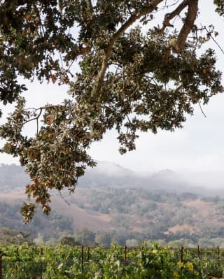 A sunny Californian vineyard seen from under an overhanging tree with misty mountains beyond